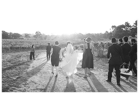 Bridal party walking into the sunset in vineyard